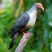 Papuan Mountain Pigeon