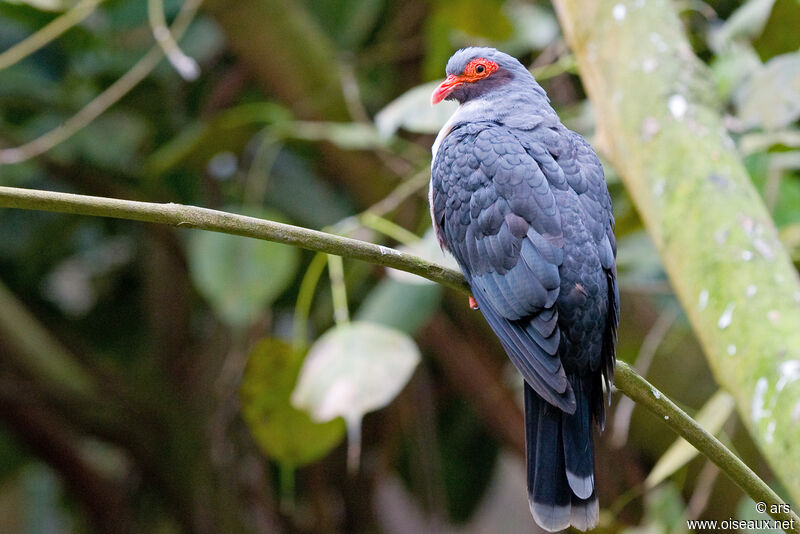 Papuan Mountain Pigeon, identification