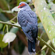 Papuan Mountain Pigeon