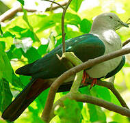 Green Imperial Pigeon