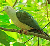 Green Imperial Pigeon