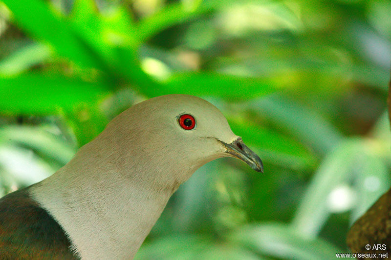 Green Imperial Pigeon, identification