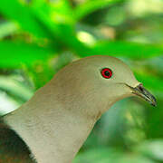 Green Imperial Pigeon