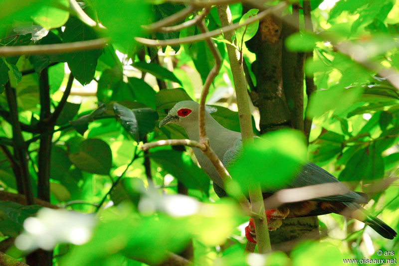 Pinon's Imperial Pigeon, identification