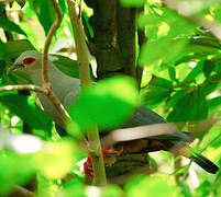 Pinon's Imperial Pigeon