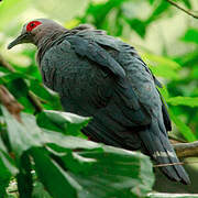 Pinon's Imperial Pigeon