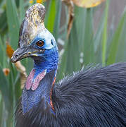 Southern Cassowary