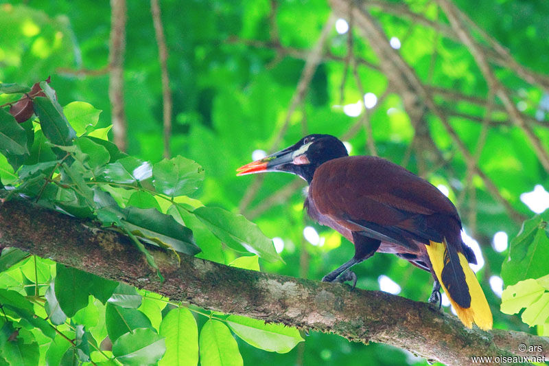 Montezuma Oropendola, identification