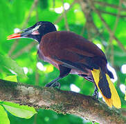 Montezuma Oropendola