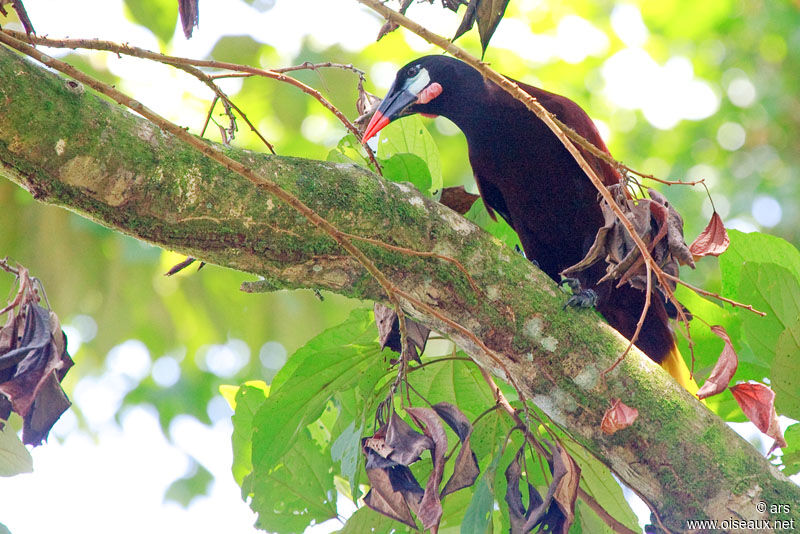 Cassique de Montezuma, identification