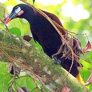 Montezuma Oropendola