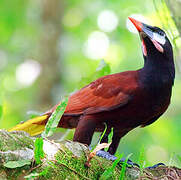 Montezuma Oropendola