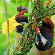 Montezuma Oropendola