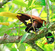 Montezuma Oropendola