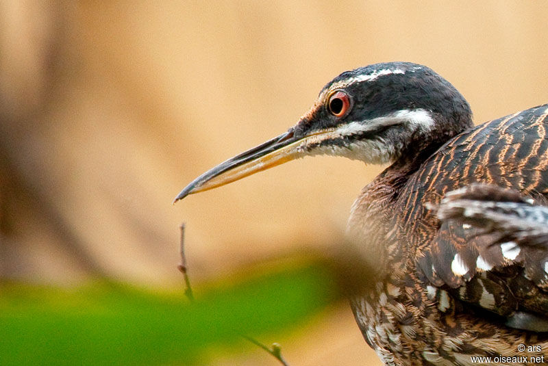 Sunbittern, identification