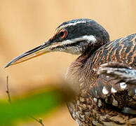 Sunbittern