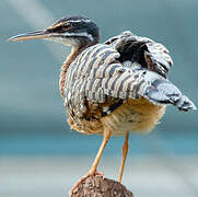 Sunbittern