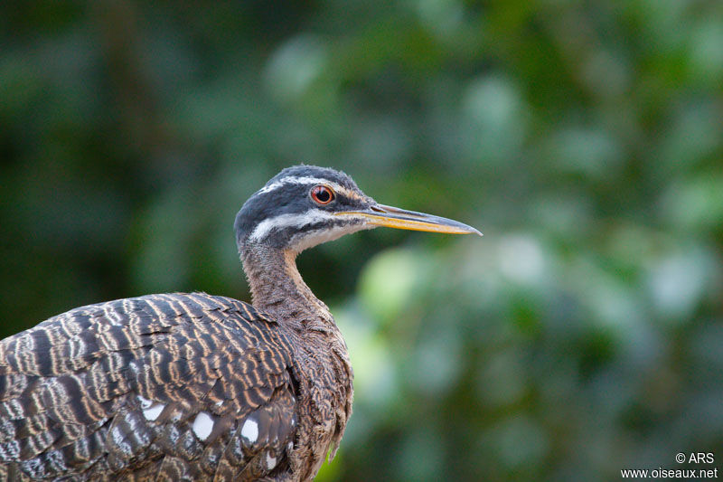 Sunbittern, identification