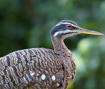 Sunbittern