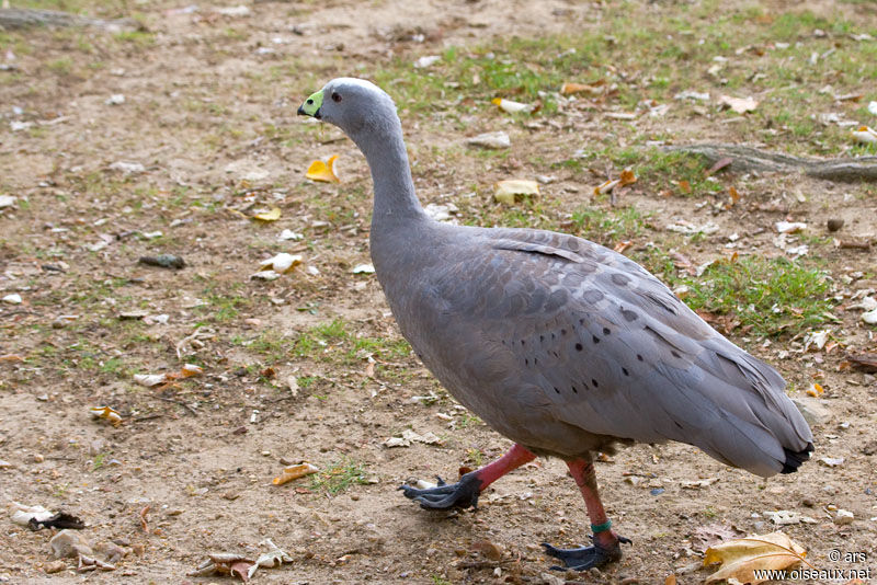 Cape Barren Goose, identification