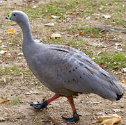 Cape Barren Goose