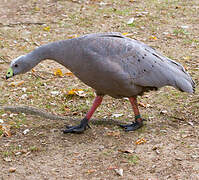 Cape Barren Goose