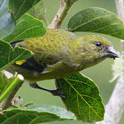 Yellow-bellied Siskin