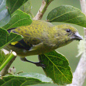 Chardonneret à ventre jaune