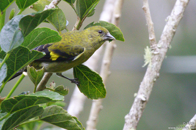 Yellow-bellied Siskin female, identification