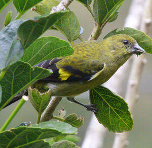 Chardonneret à ventre jaune