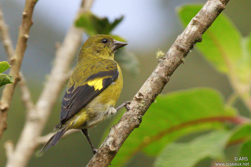 Chardonneret à ventre jaune femelle, identification