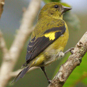 Chardonneret à ventre jaune