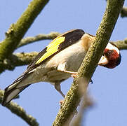 European Goldfinch