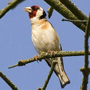 European Goldfinch