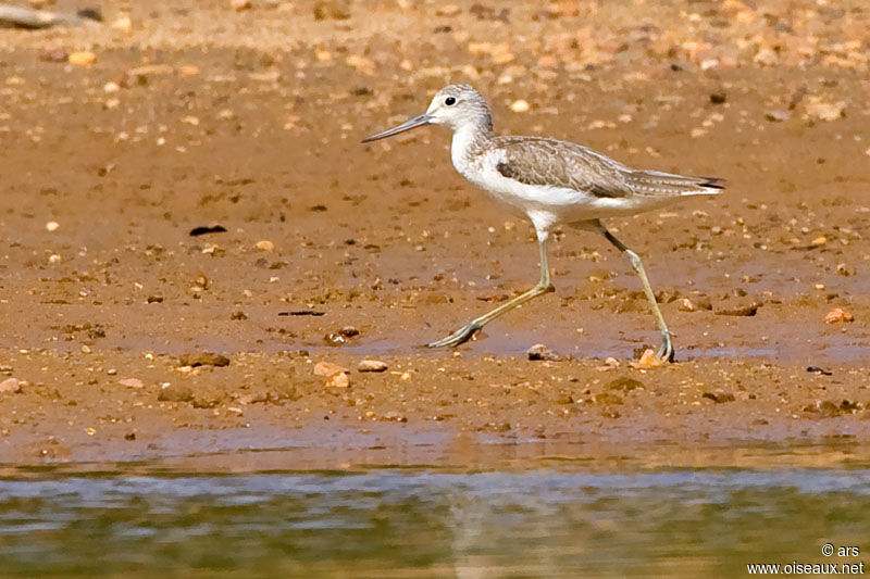 Common Greenshank, identification