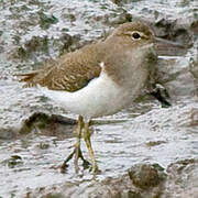 Spotted Sandpiper