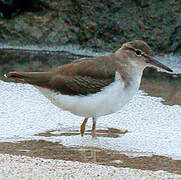 Spotted Sandpiper