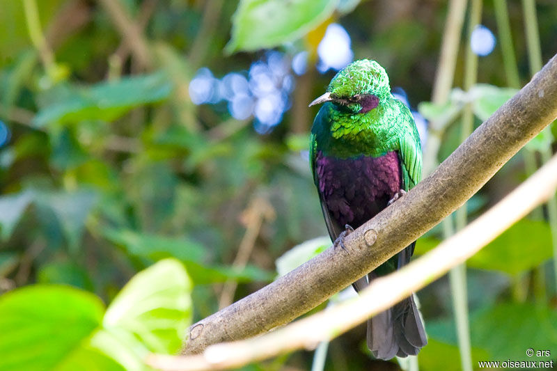 Emerald Starling, identification