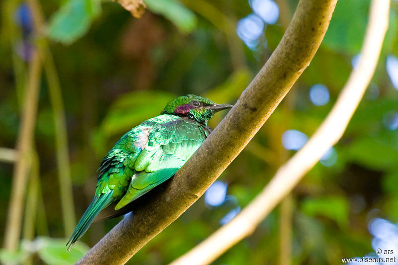 Emerald Starling, identification