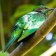 Emerald Starling