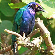 Purple Starling