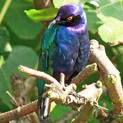 Purple Starling