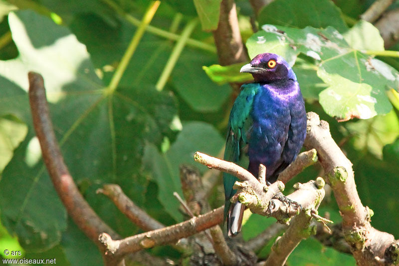 Purple Starling, identification