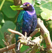 Purple Starling