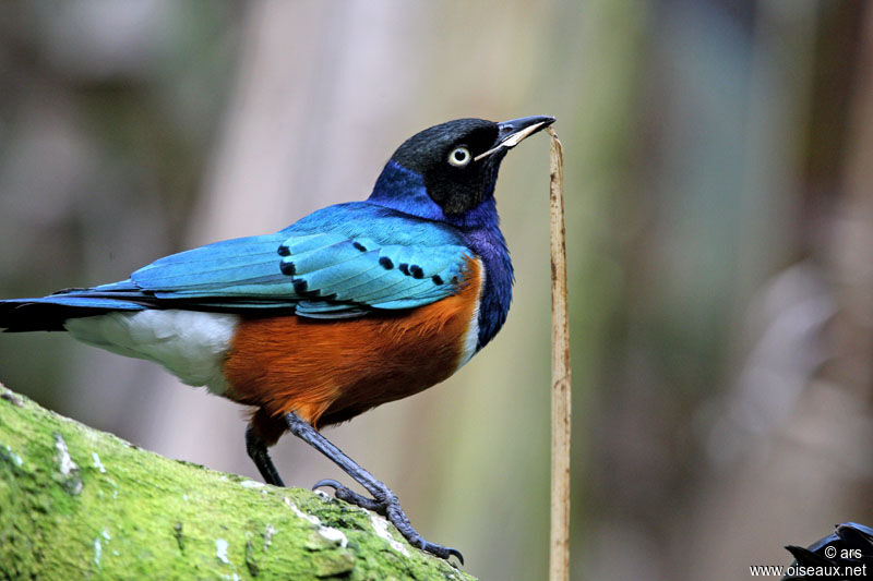 Superb Starling, identification, Behaviour