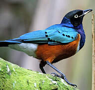 Superb Starling