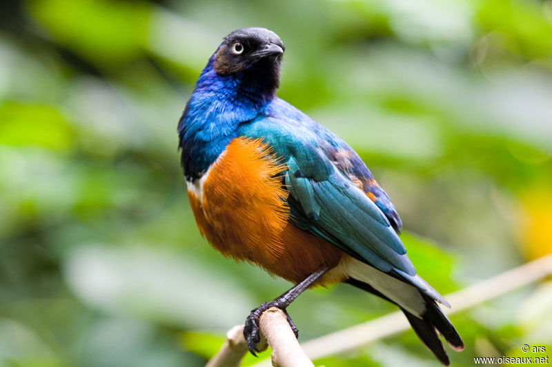 Superb Starling, identification