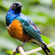 Superb Starling