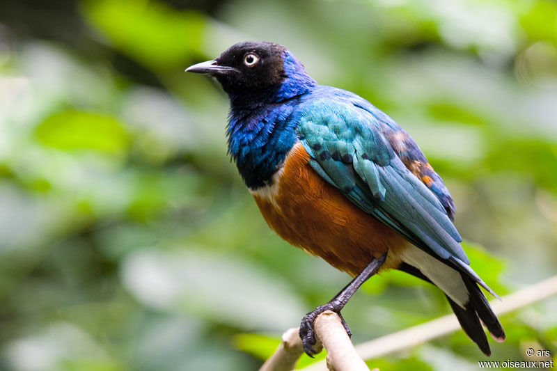 Superb Starling, identification