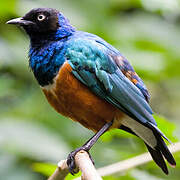 Superb Starling